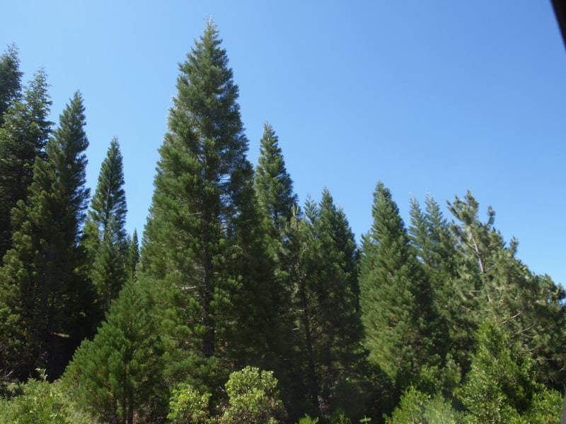 Giant Sequoia Plantation